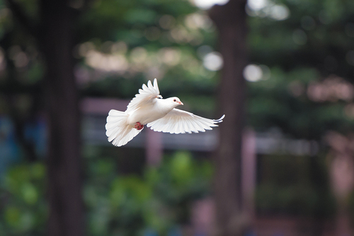 pixabay.com/kieutruongphoto